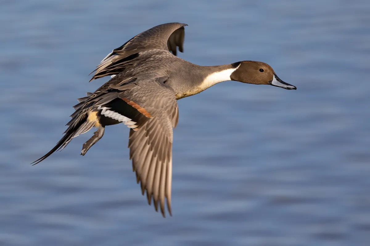 Northern Pintail