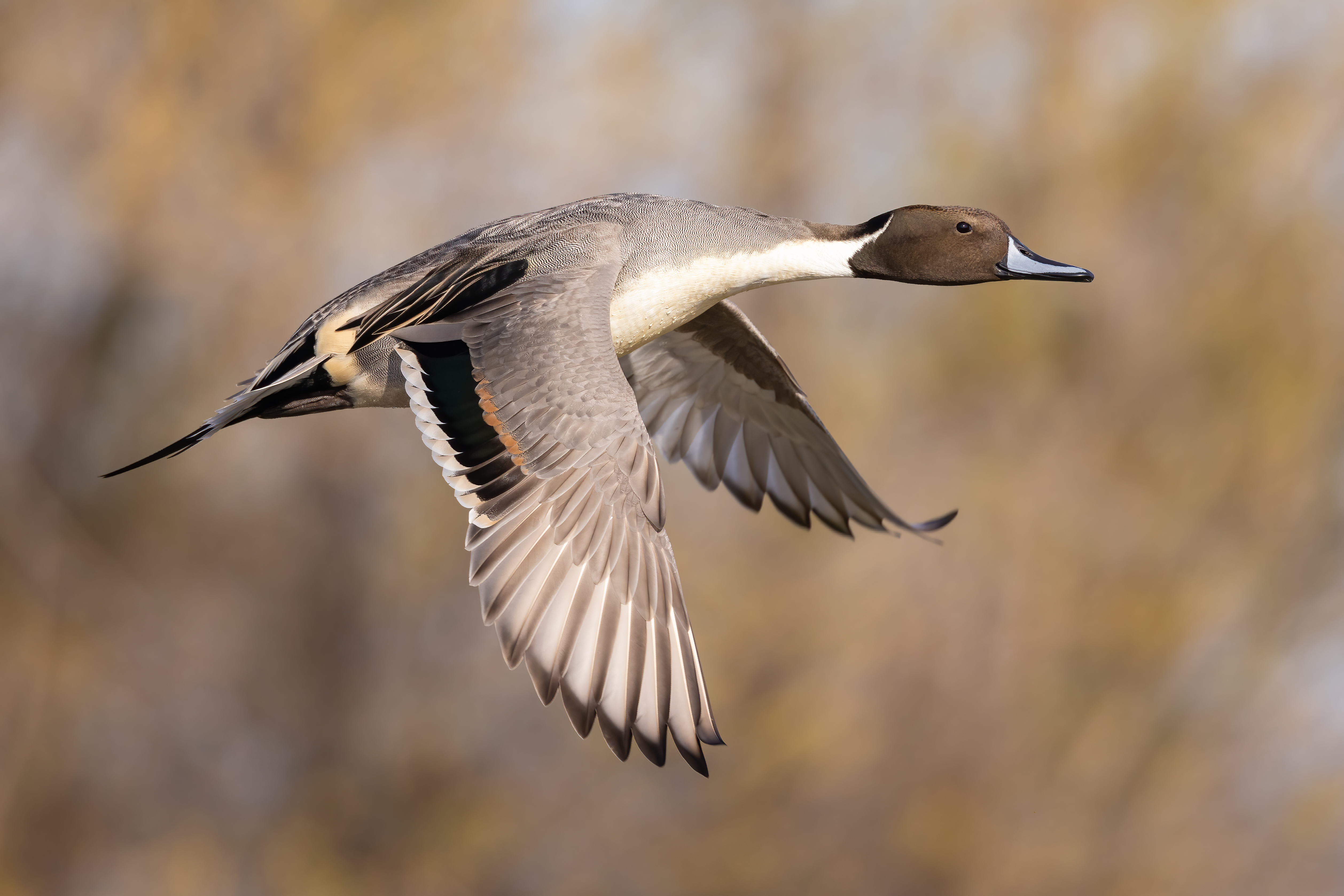 Northern Pintail