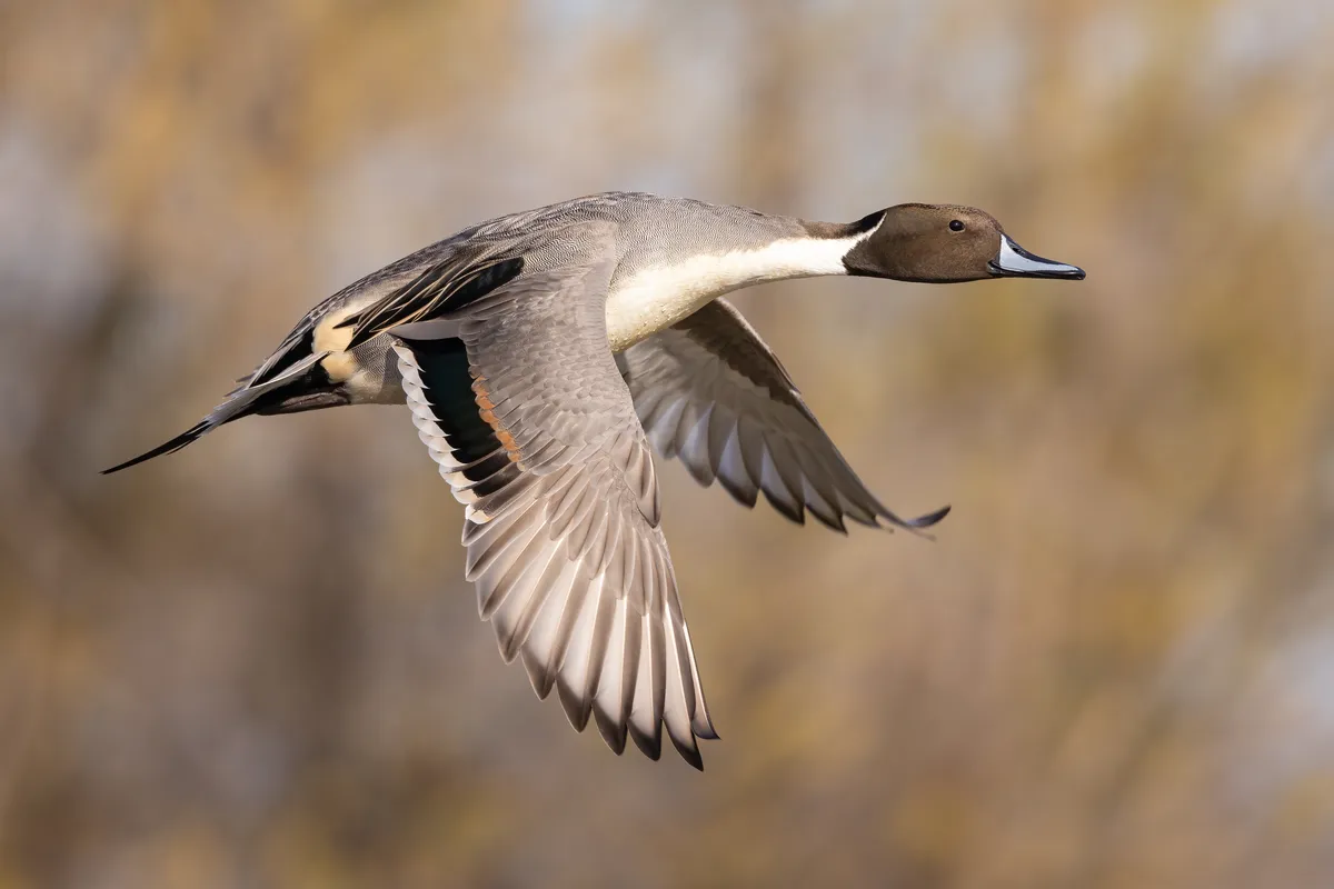Northern Pintail