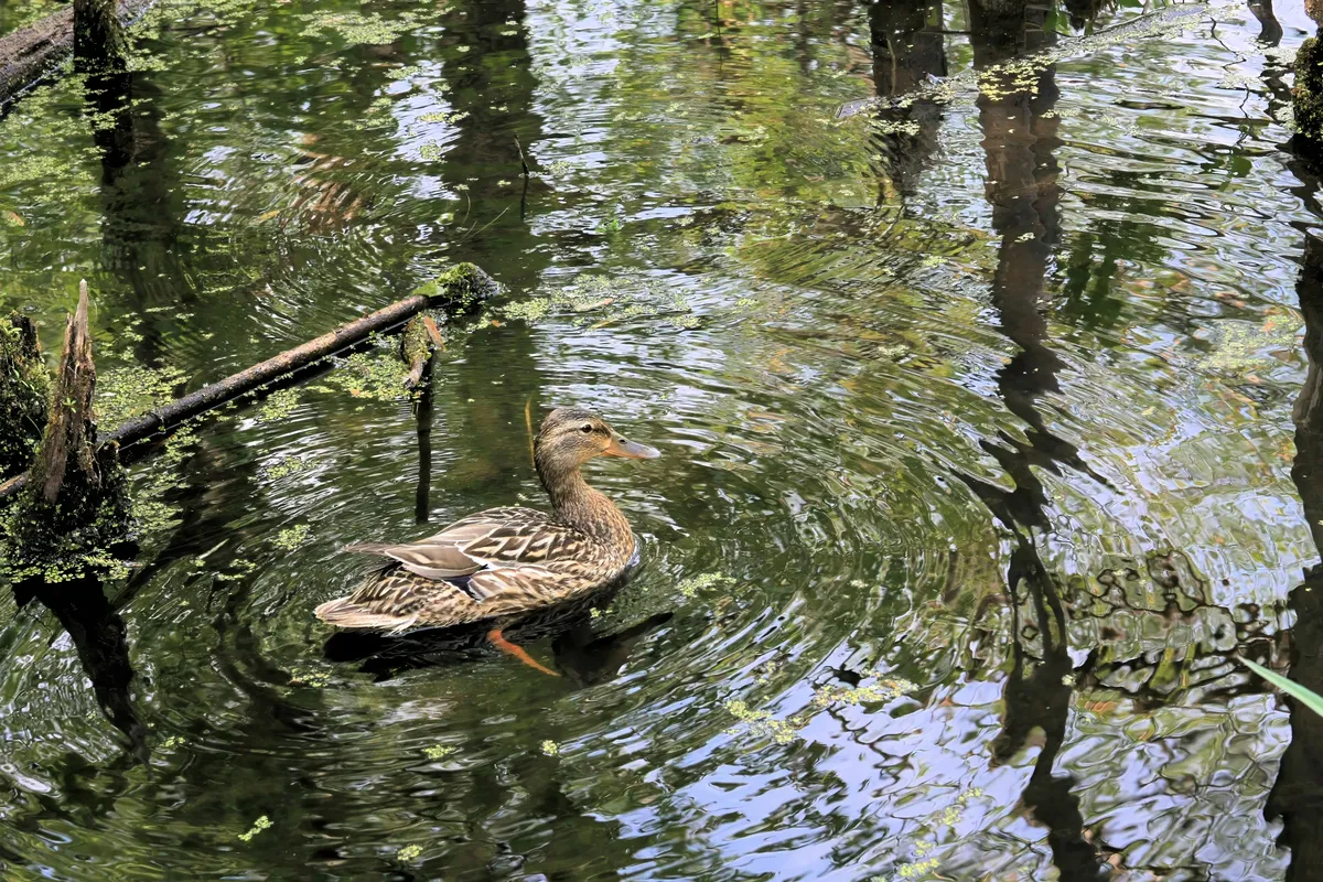 American Black Duck