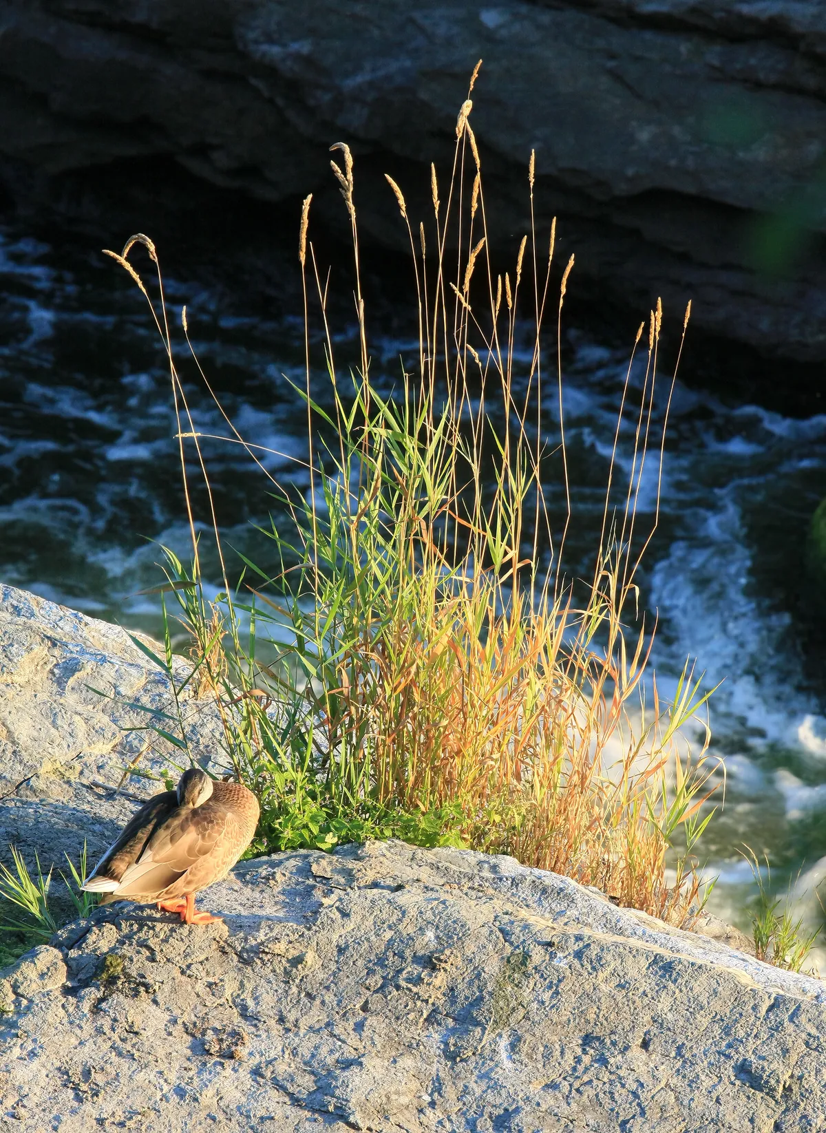 American Black Duck