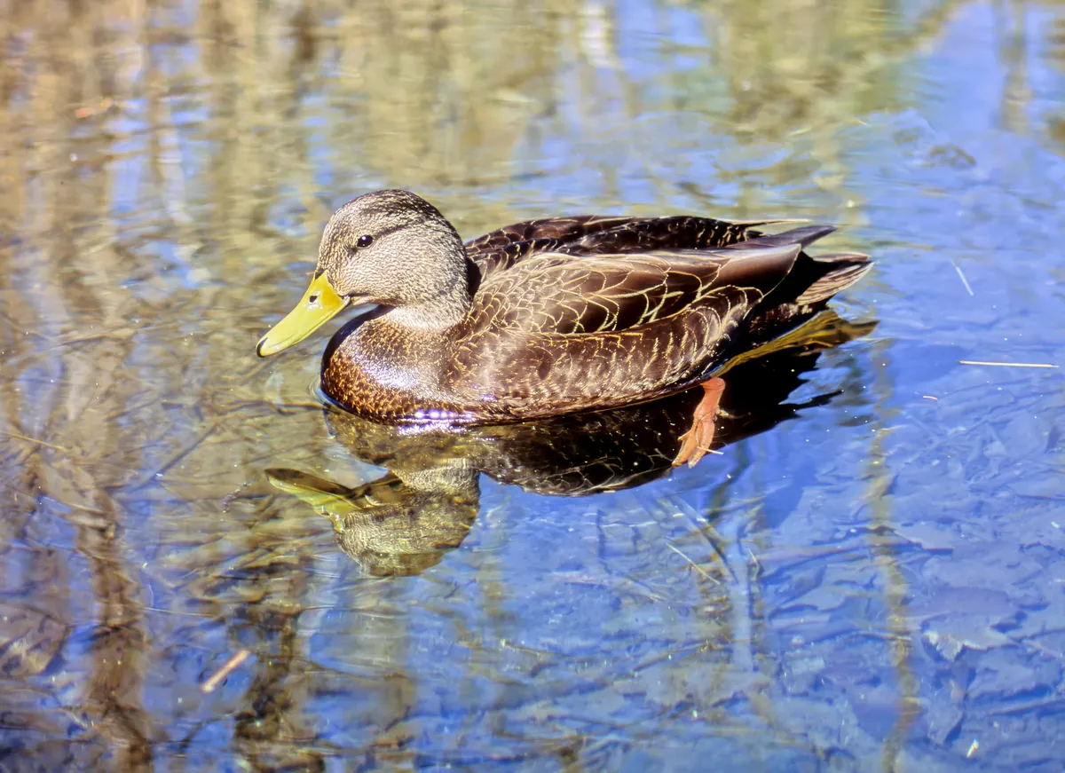 American Black Duck