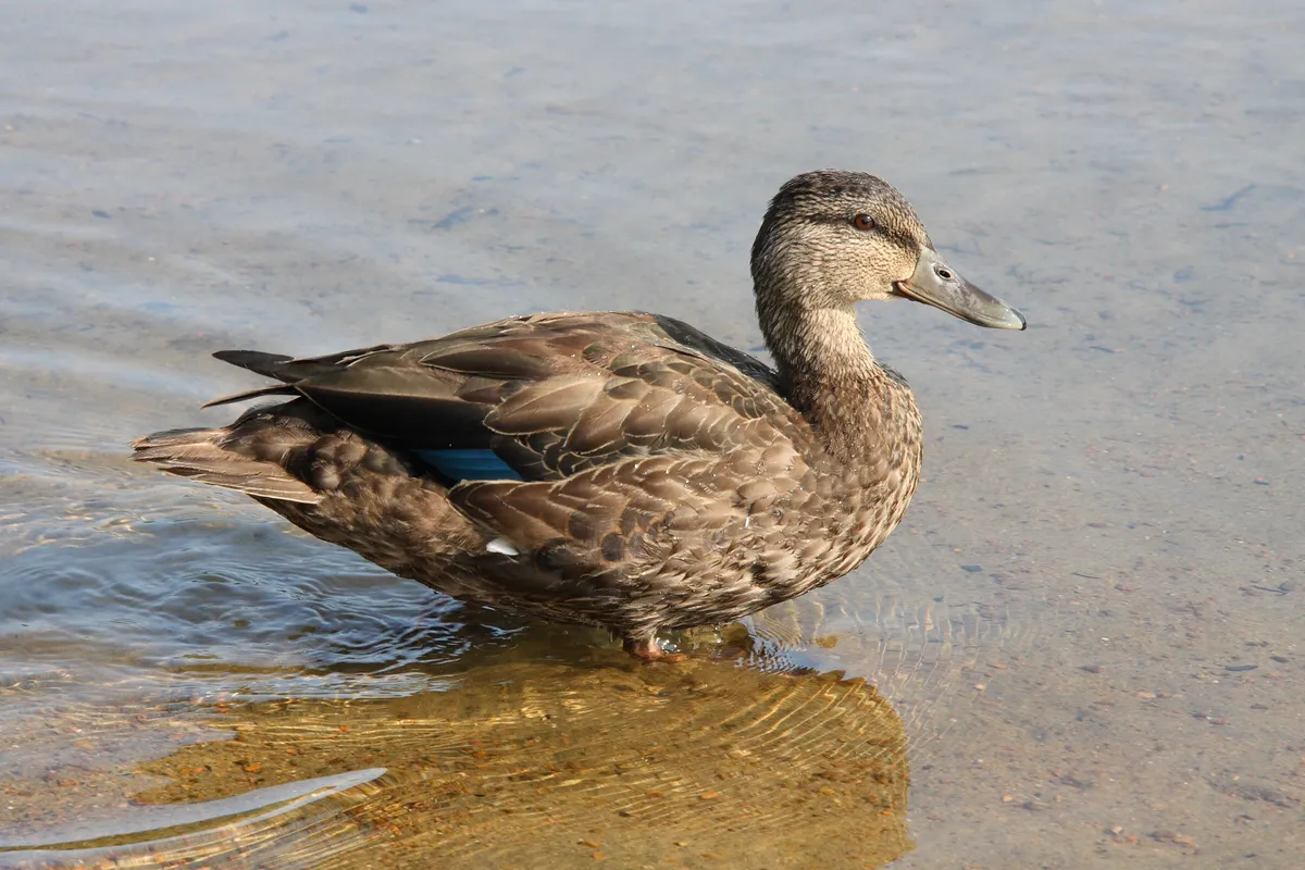 American Black Duck