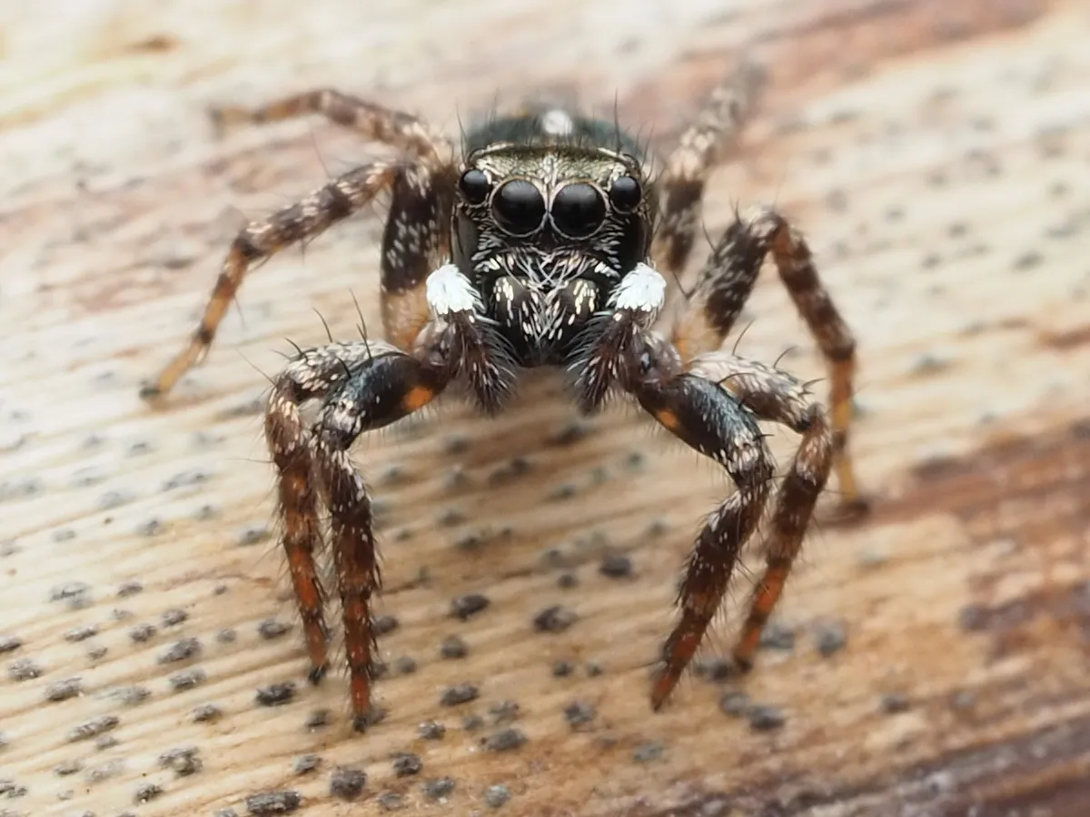 Araña Saltarina Canosa