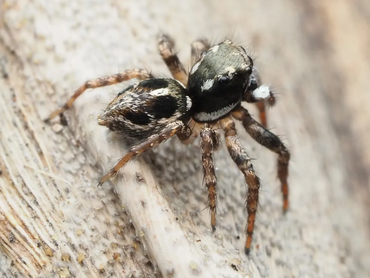 Araña Saltarina Canosa