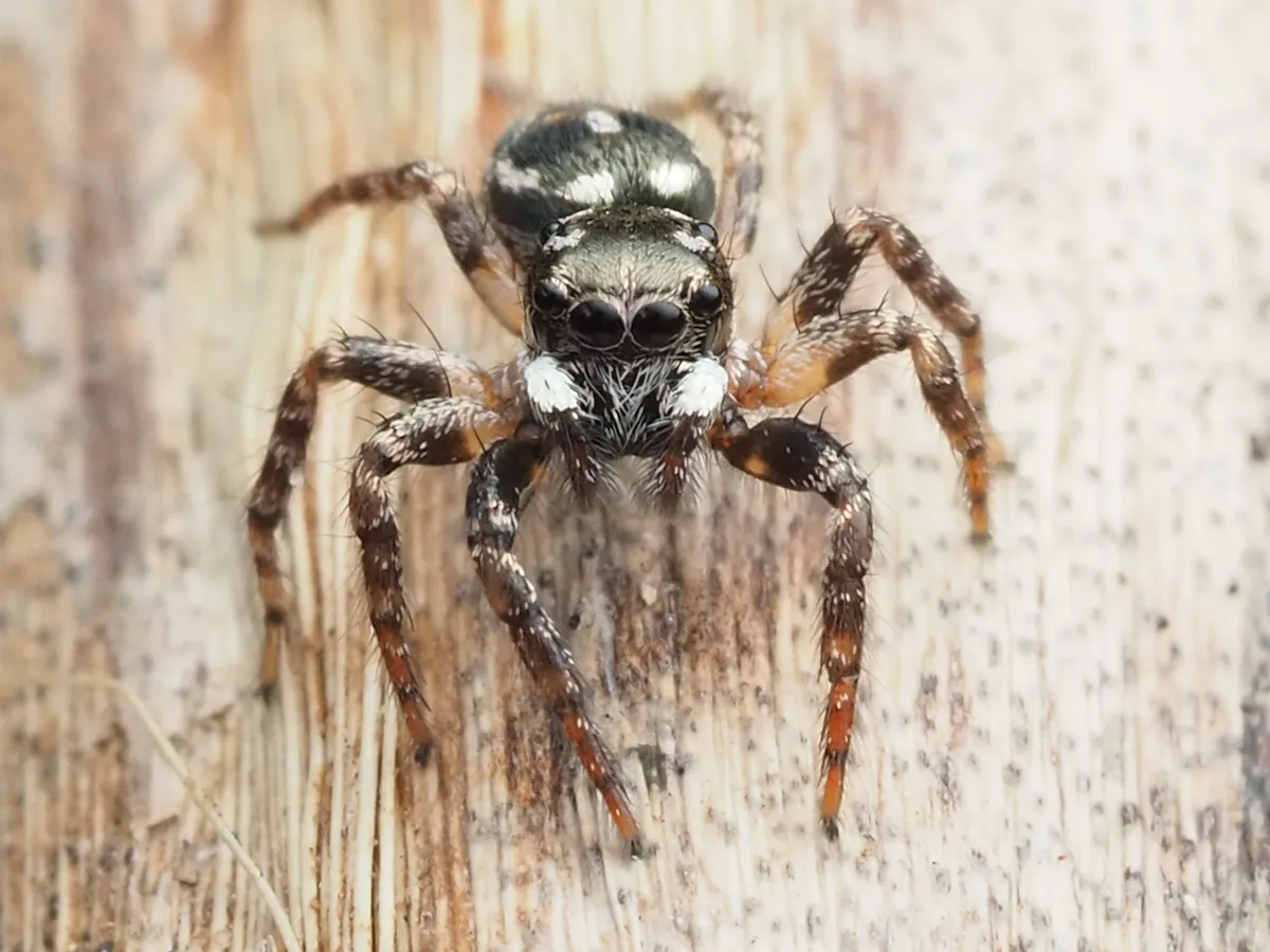 Araña Saltarina Canosa