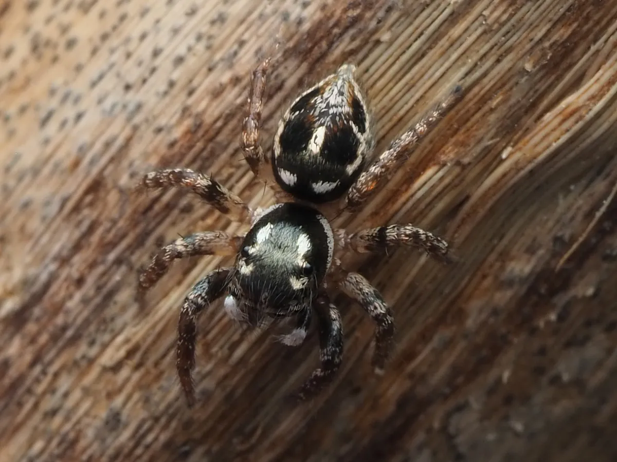 Araña Saltarina Canosa