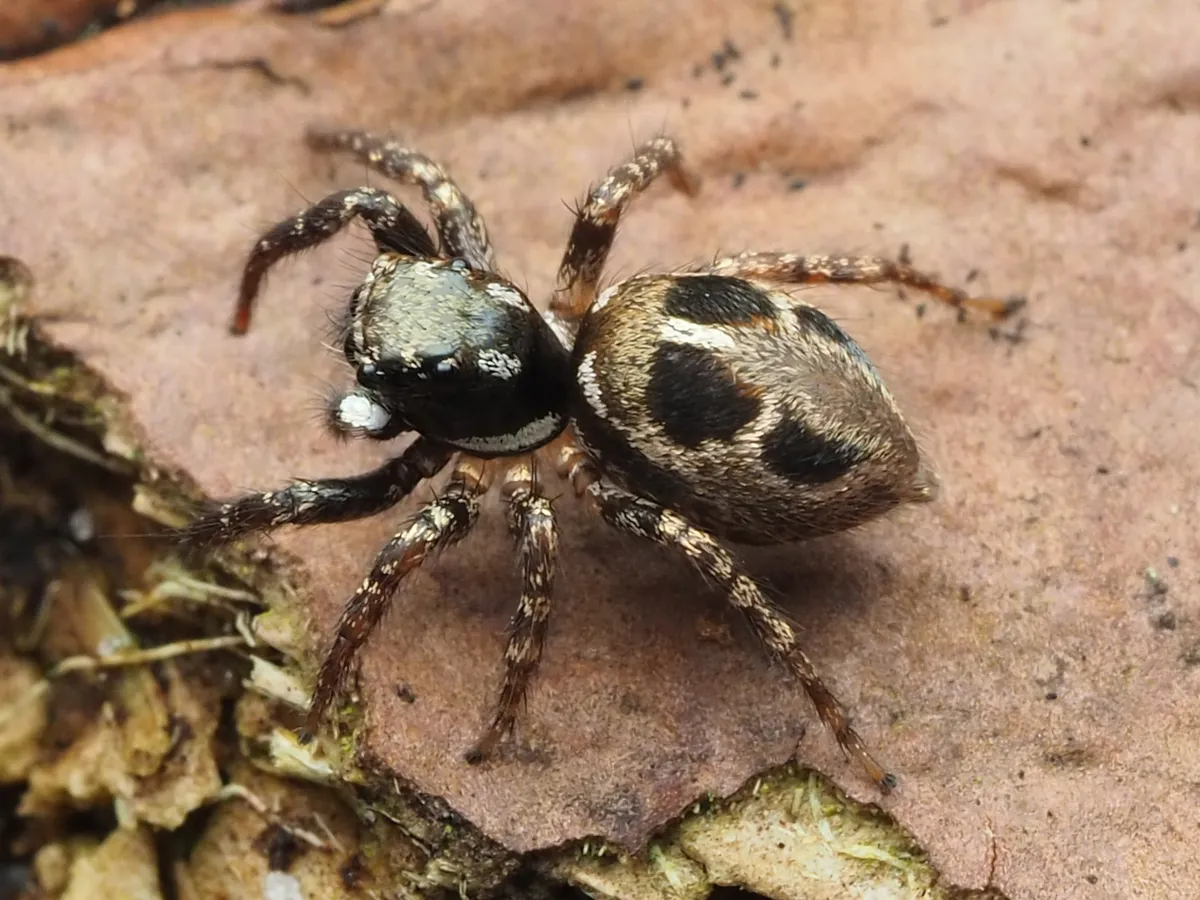 Araña Saltarina Canosa