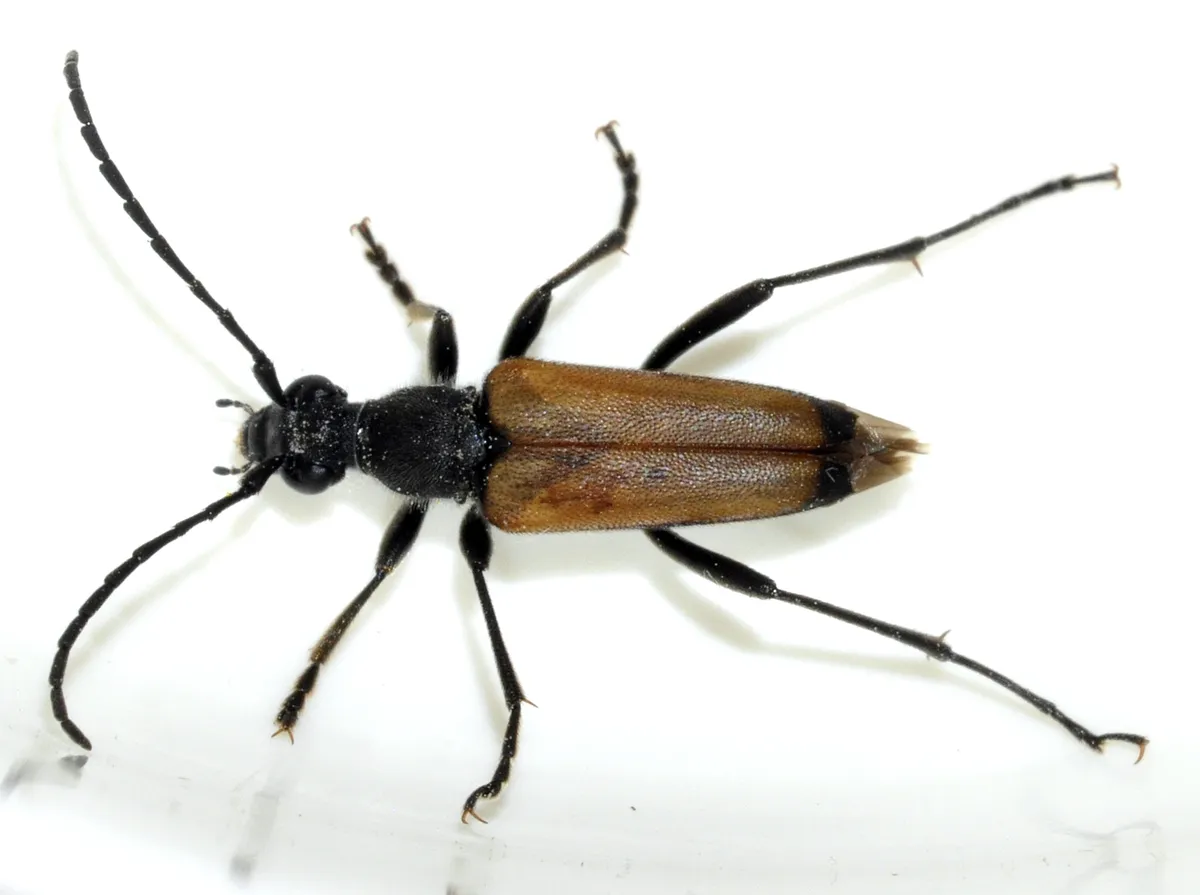 Escarabajo Longicornio Sanguinolento