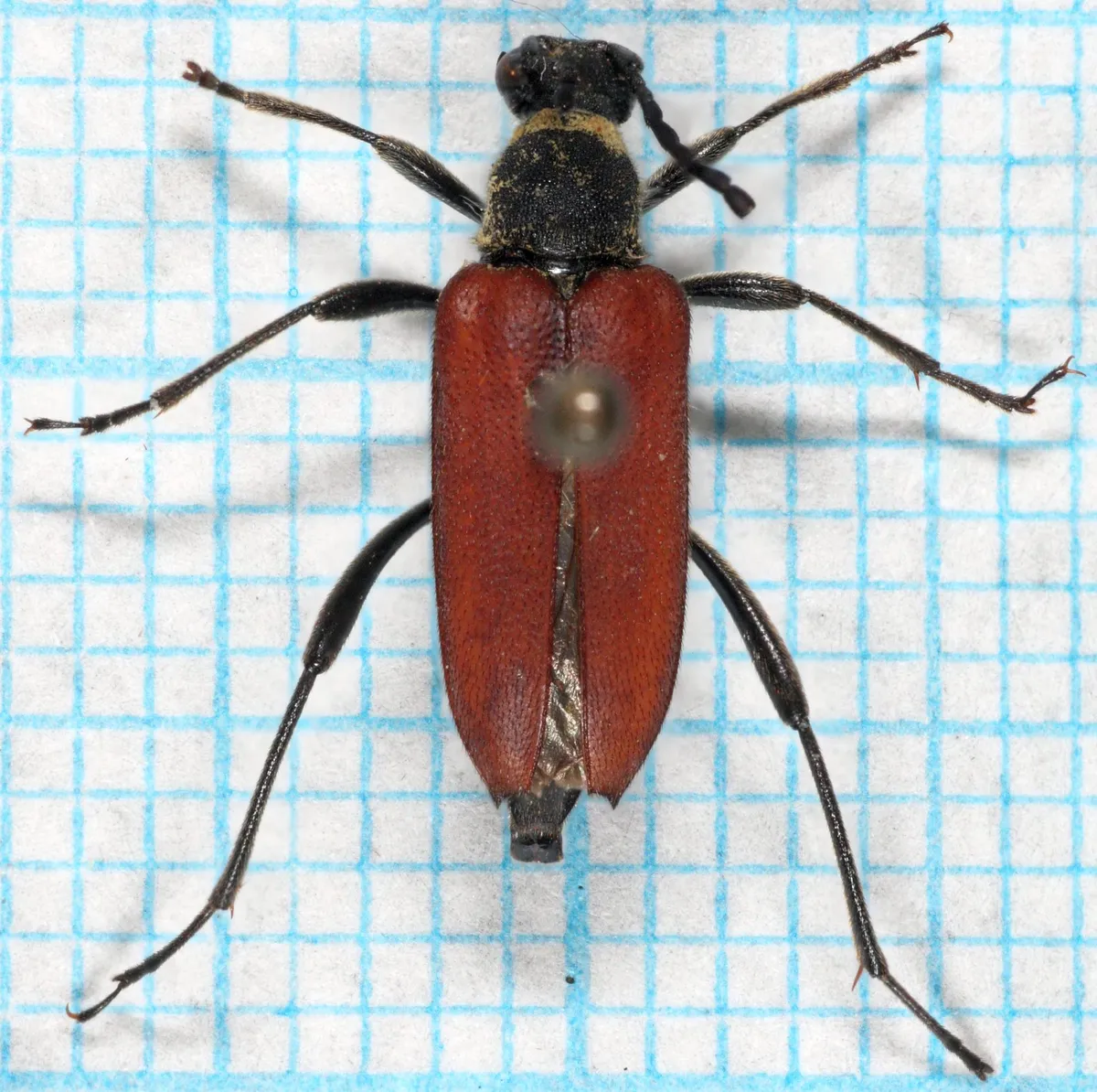 Escarabajo Longicornio Sanguinolento