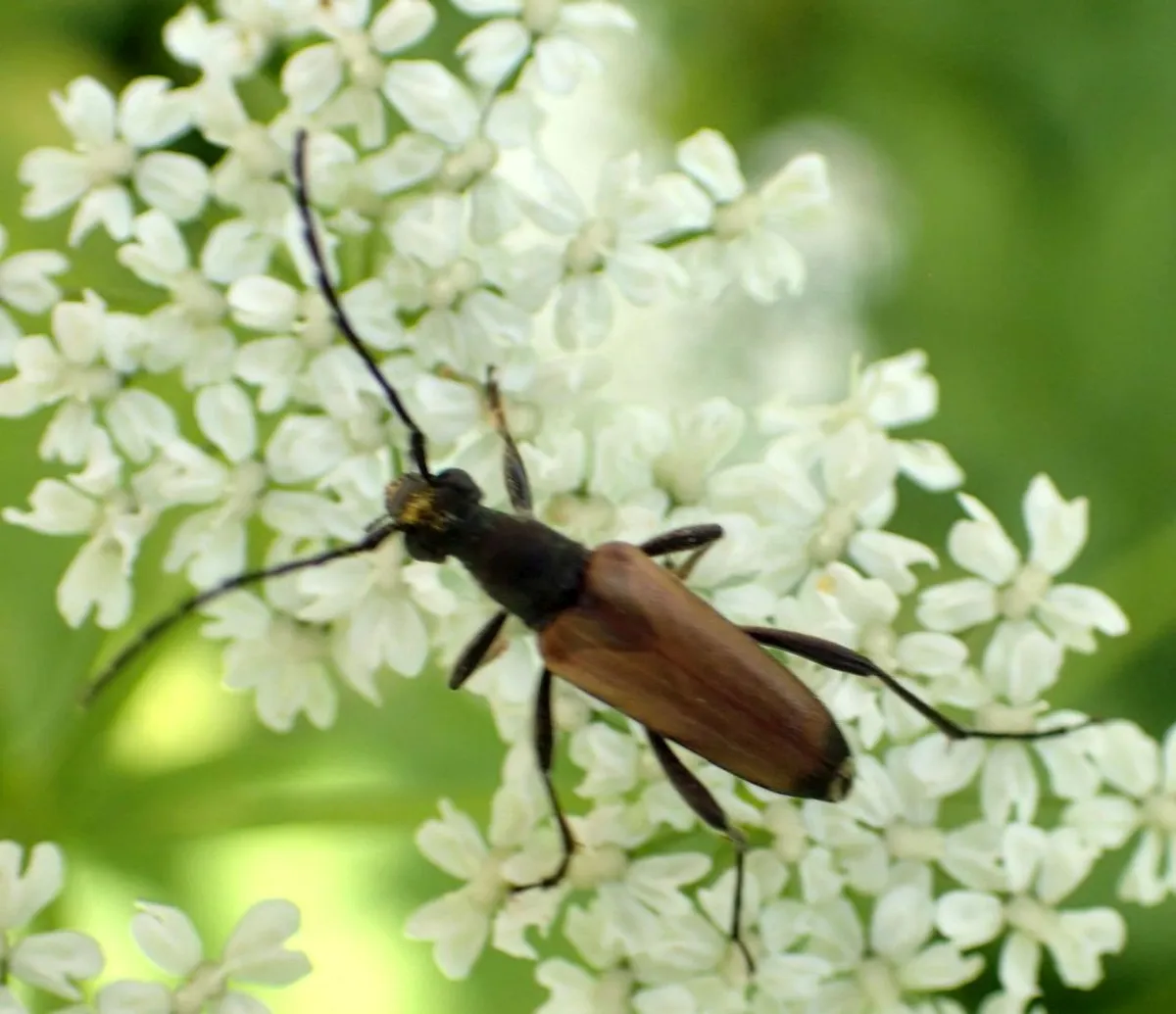 Escarabajo Longicornio Sanguinolento