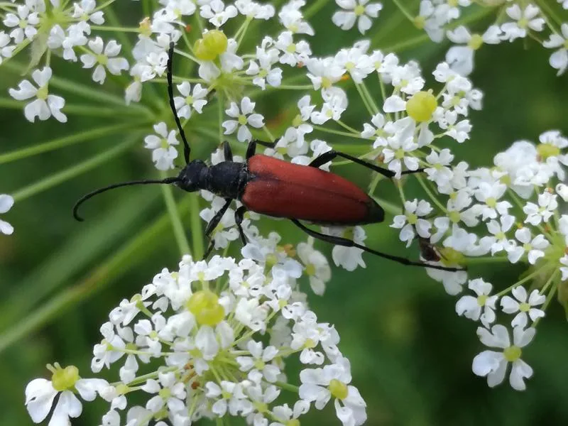 Escarabajo Longicornio Sanguinolento