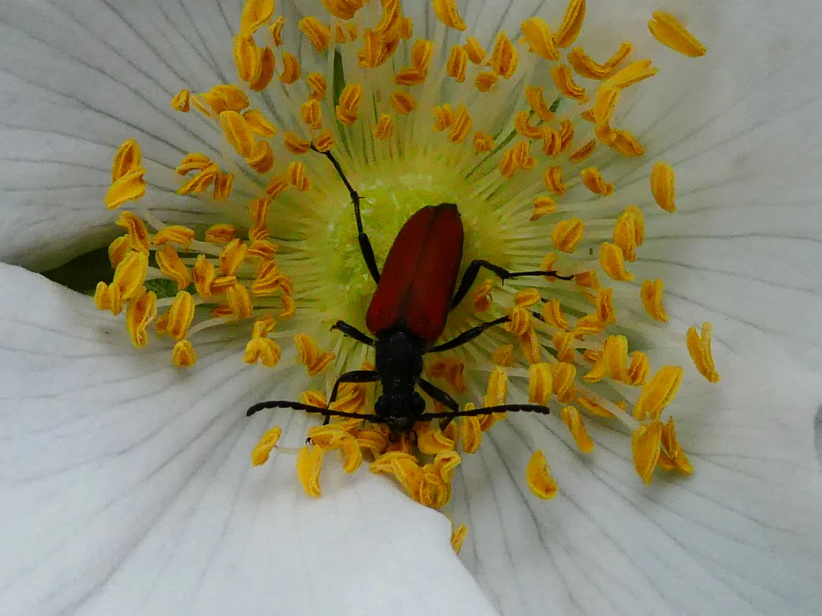 Escarabajo Longicornio Sanguinolento
