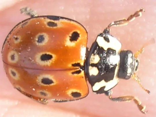 Anatis ocellata