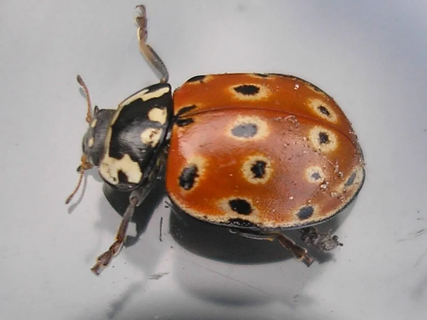 Mariquita Ocelada