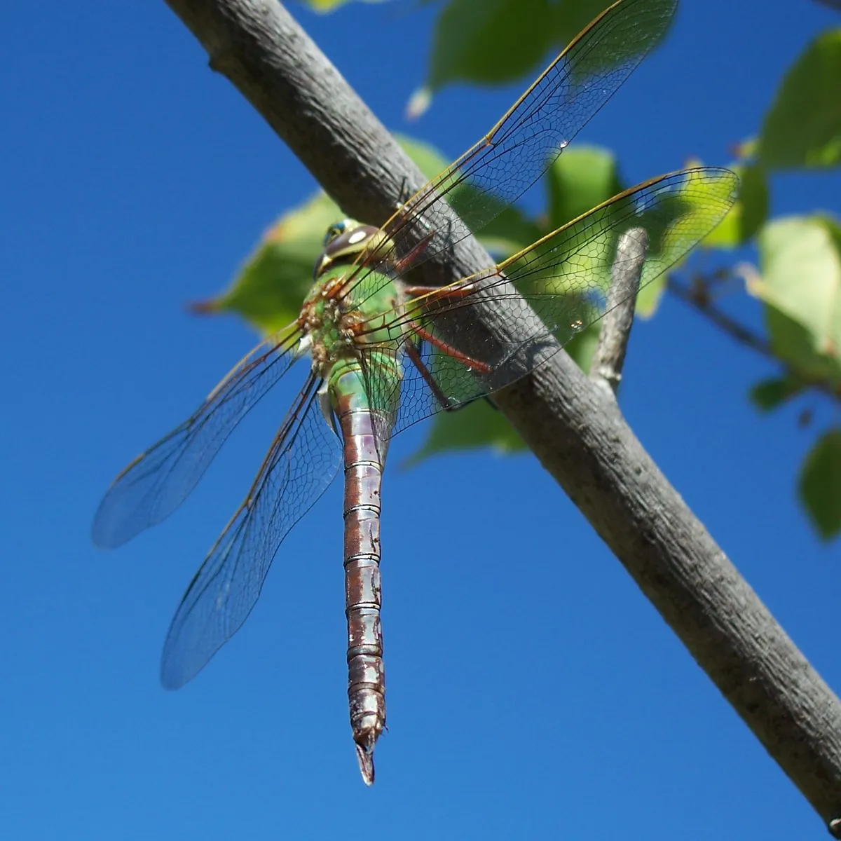 Libélula Verde Común