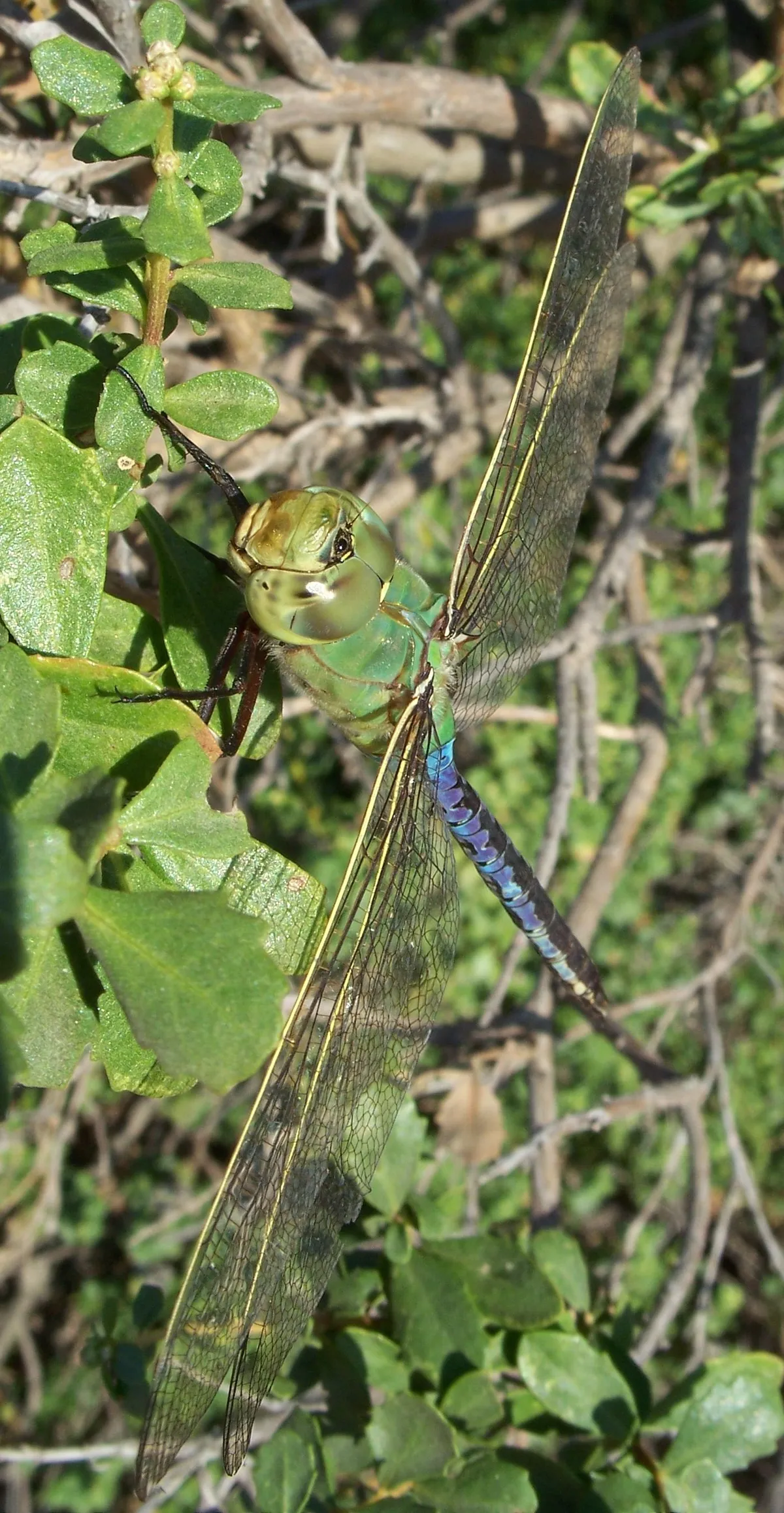 Libélula Verde Común