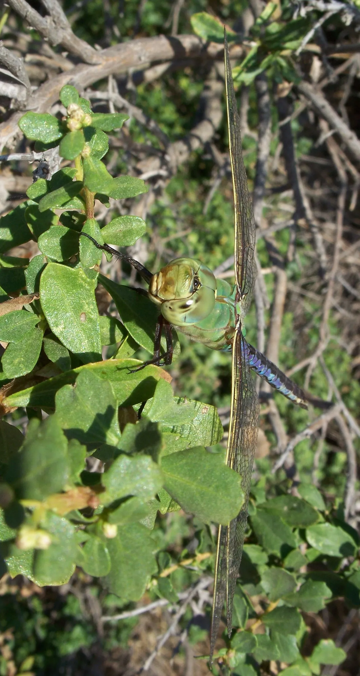 Libélula Verde Común