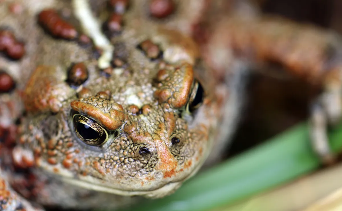 Western Toad