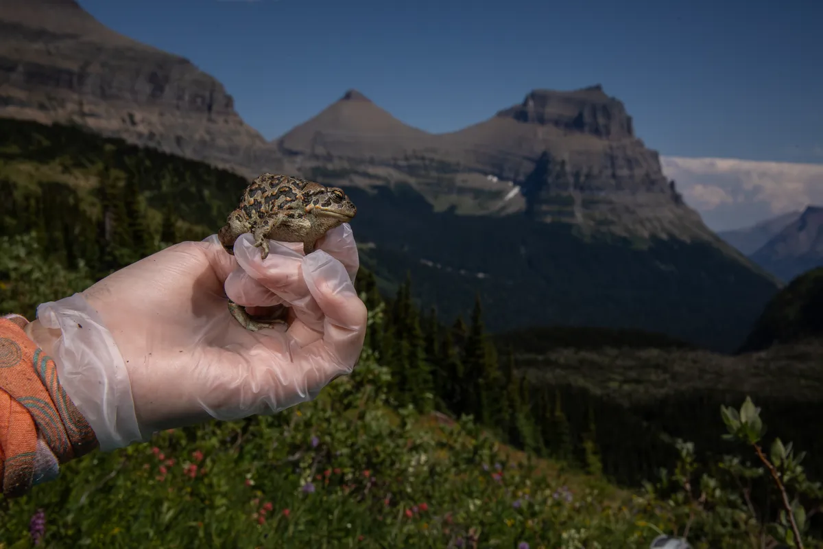 Western Toad
