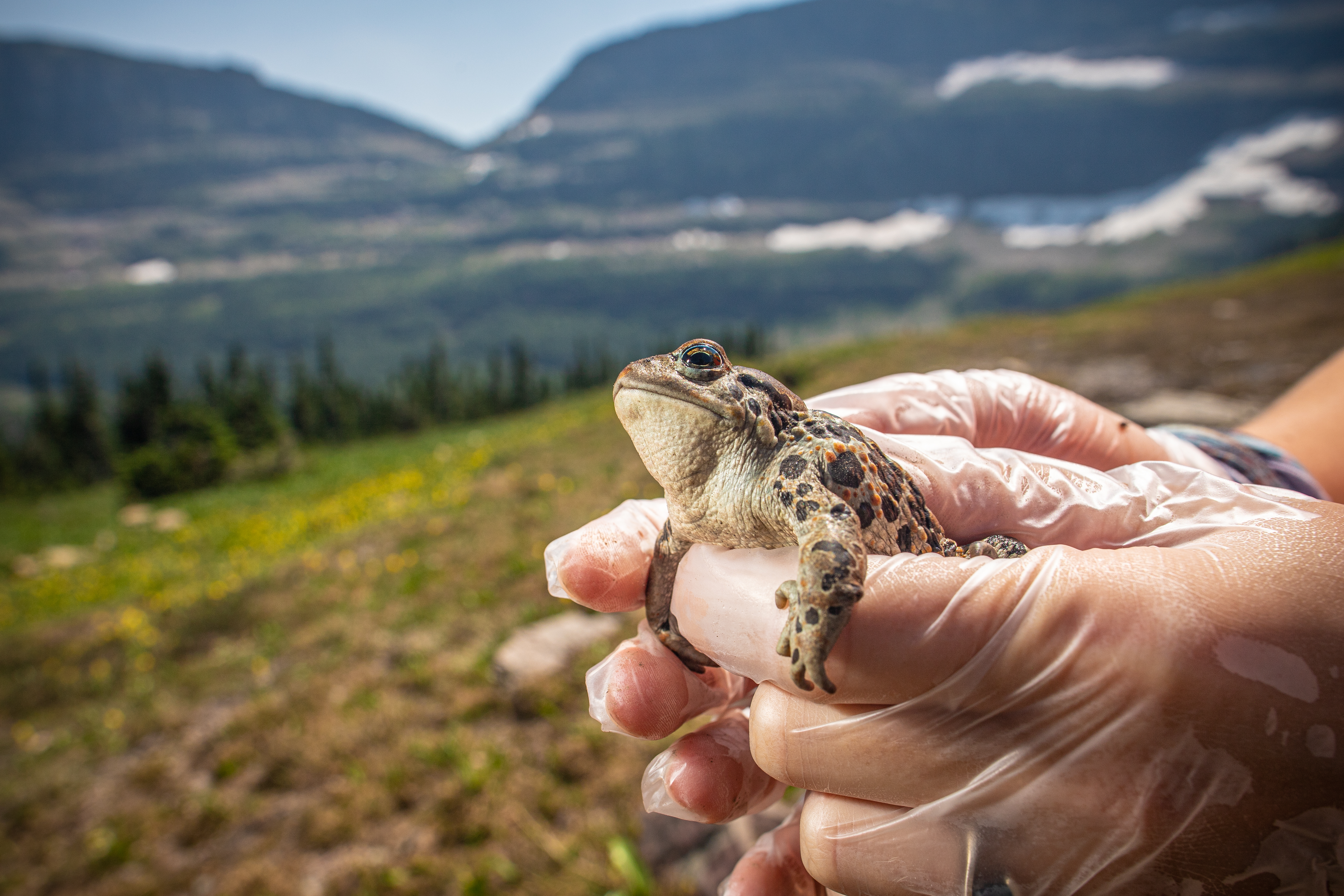 Western Toad