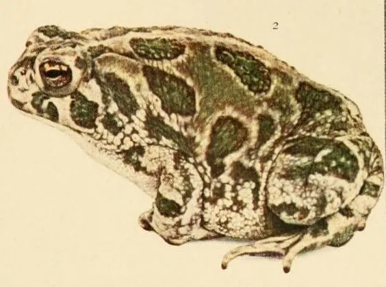 Sapo de las Grandes Llanuras