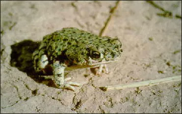 Green Toad