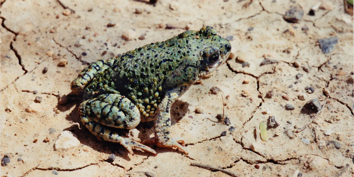 Green Toad
