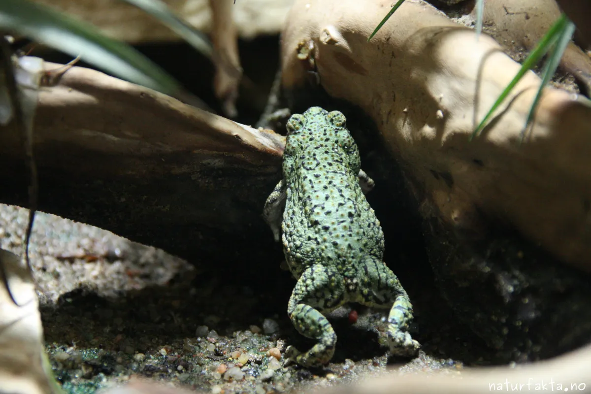 Green Toad