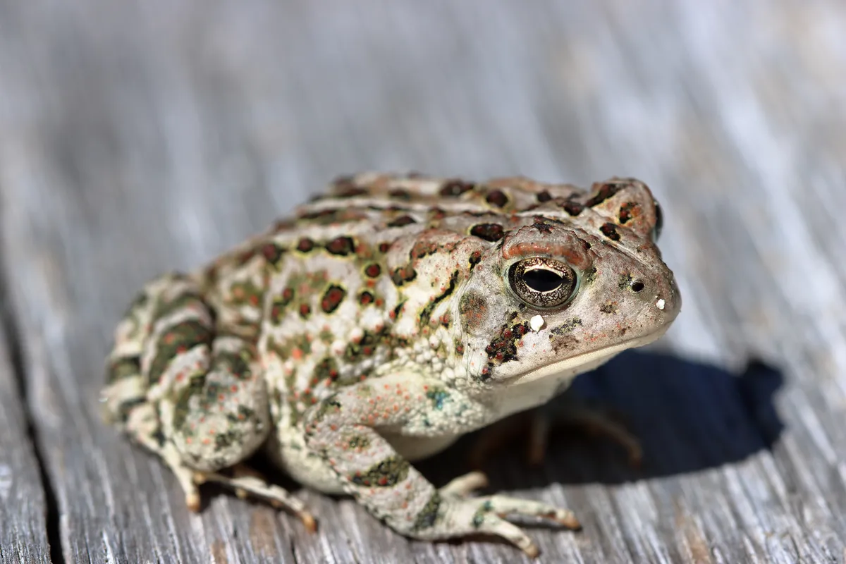 Sapo de Fowler