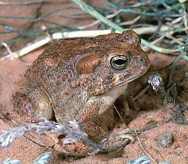 Arizona Toad