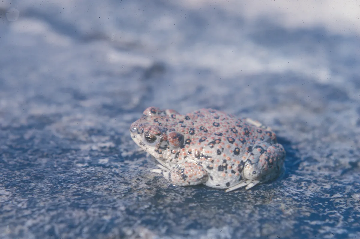 Arizona Toad