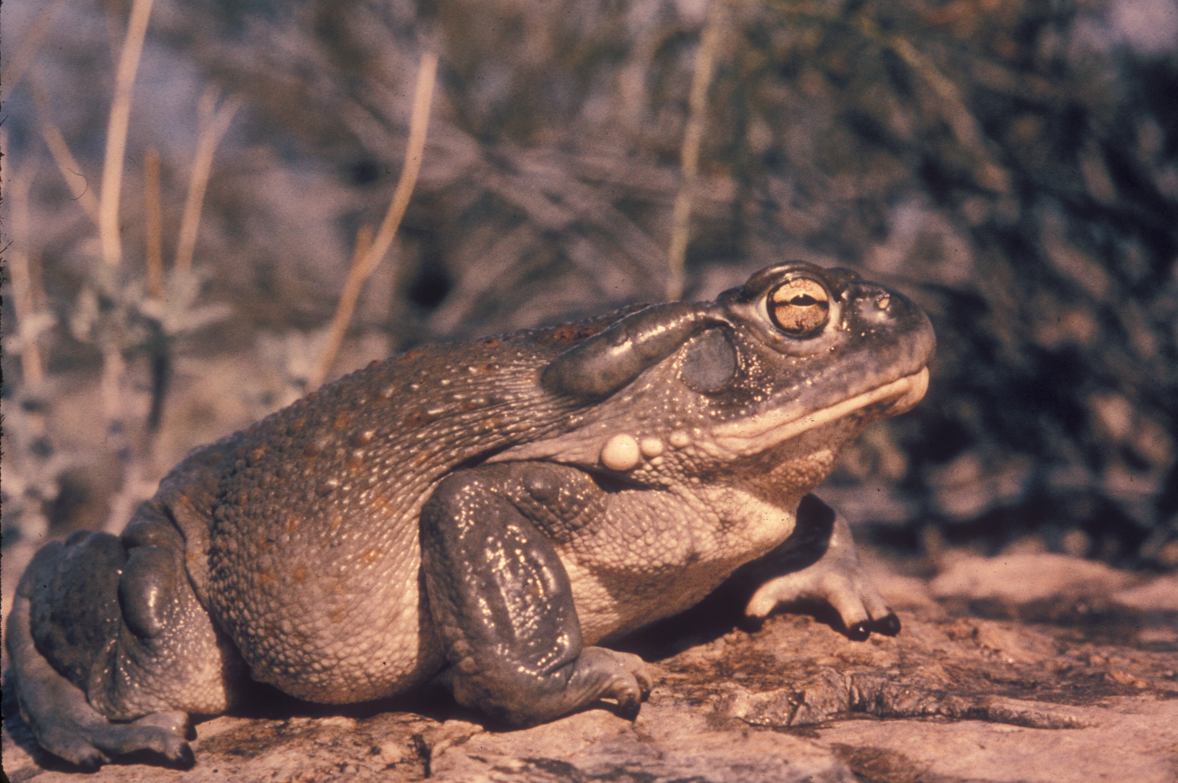 Arizona Toad
