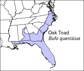 Oak Toad