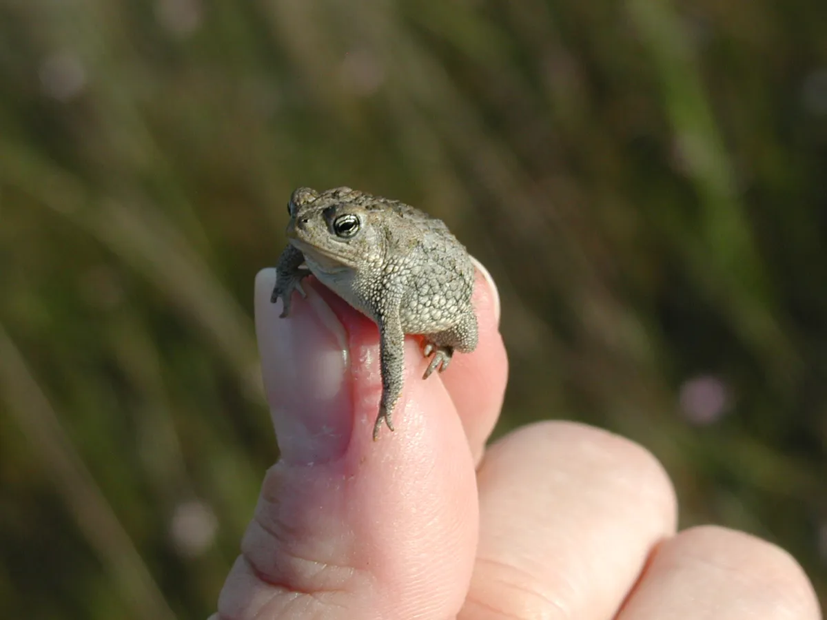 Oak Toad
