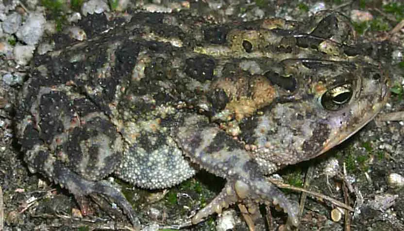 Southern Toad