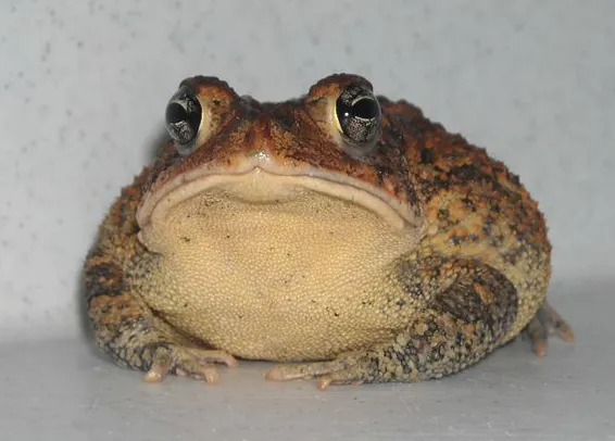 Southern Toad
