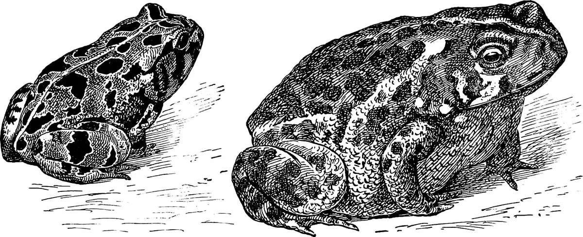 Southern Toad