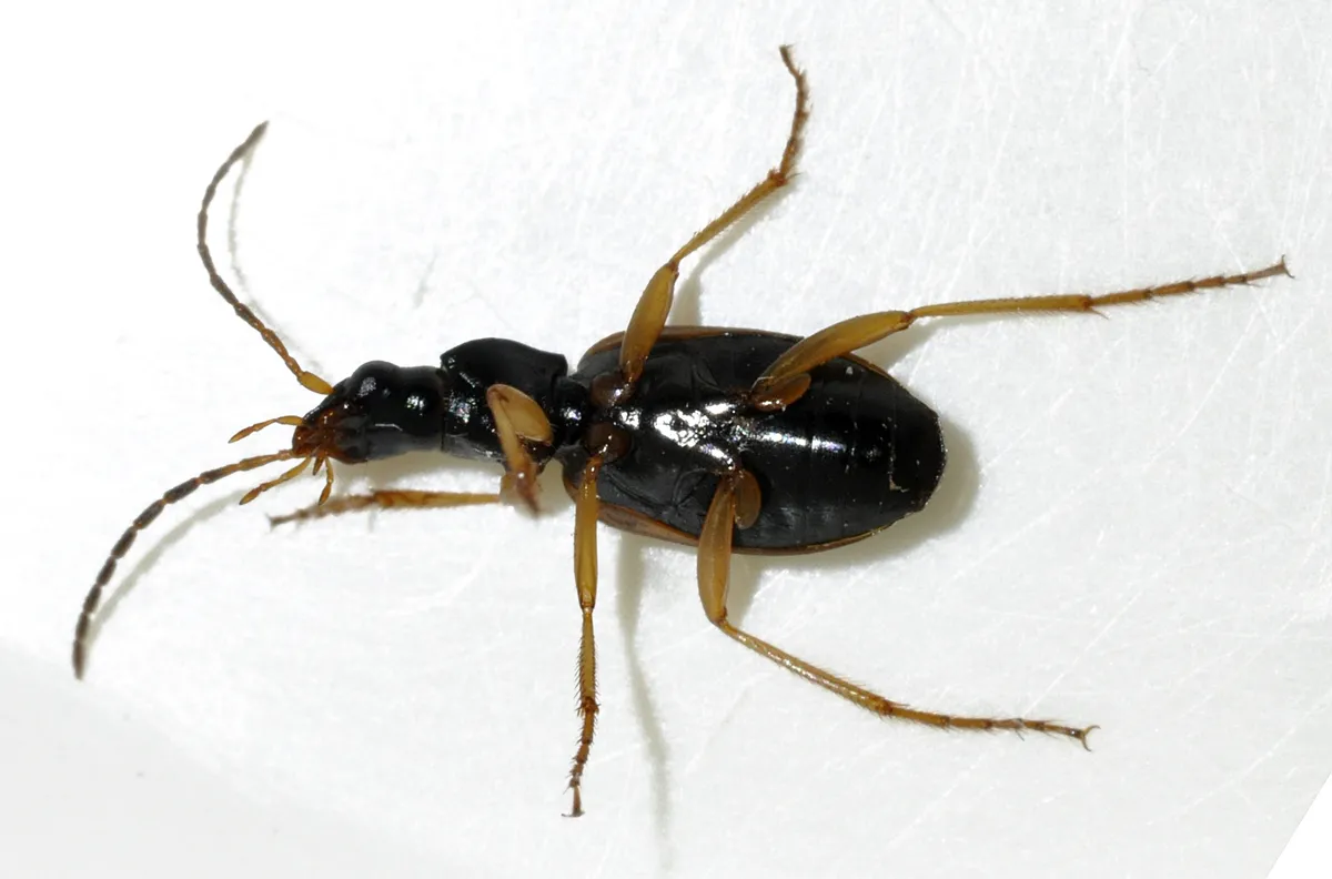 Escarabajo Terrestre