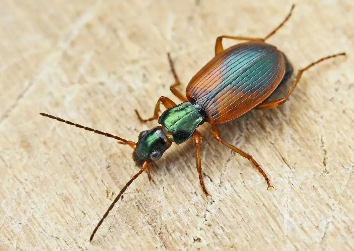 Escarabajo Terrestre