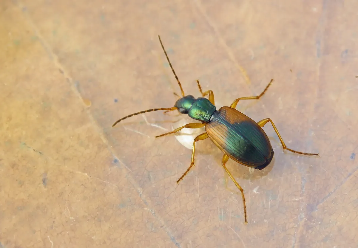 Escarabajo Terrestre