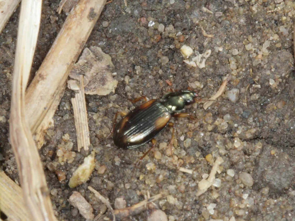 Escarabajo Terrestre