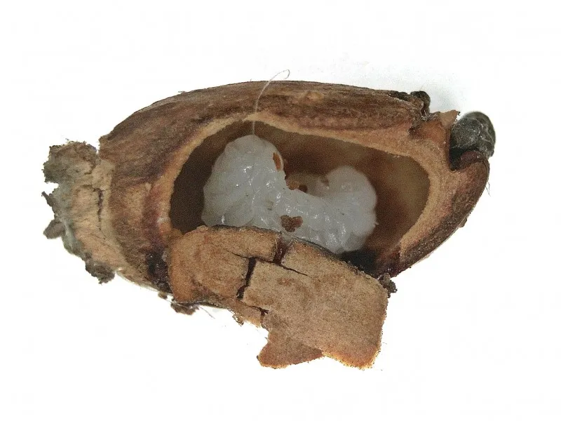 Andricus foecundatrix