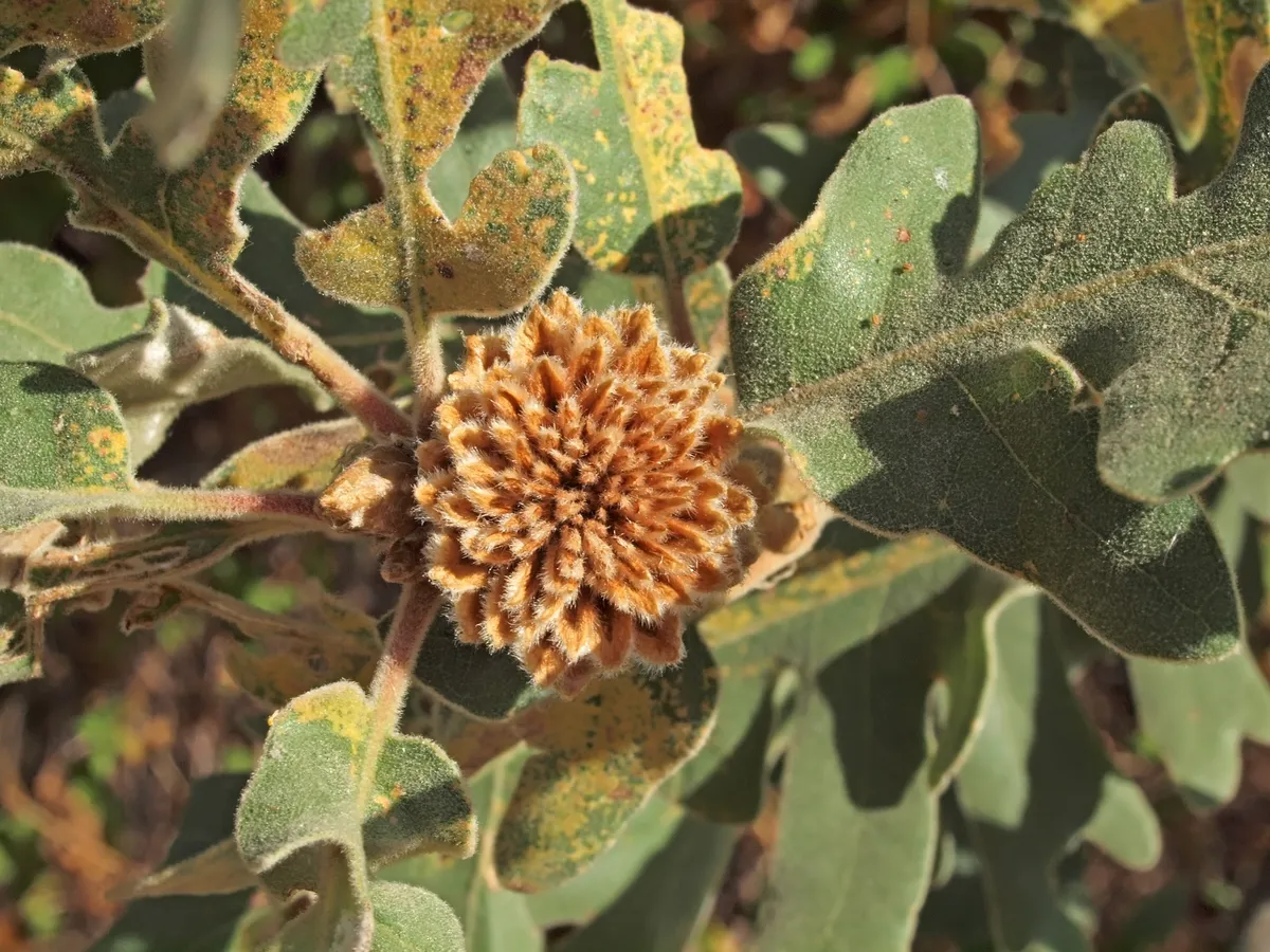 Avispa de la Agalla de Alcachofa
