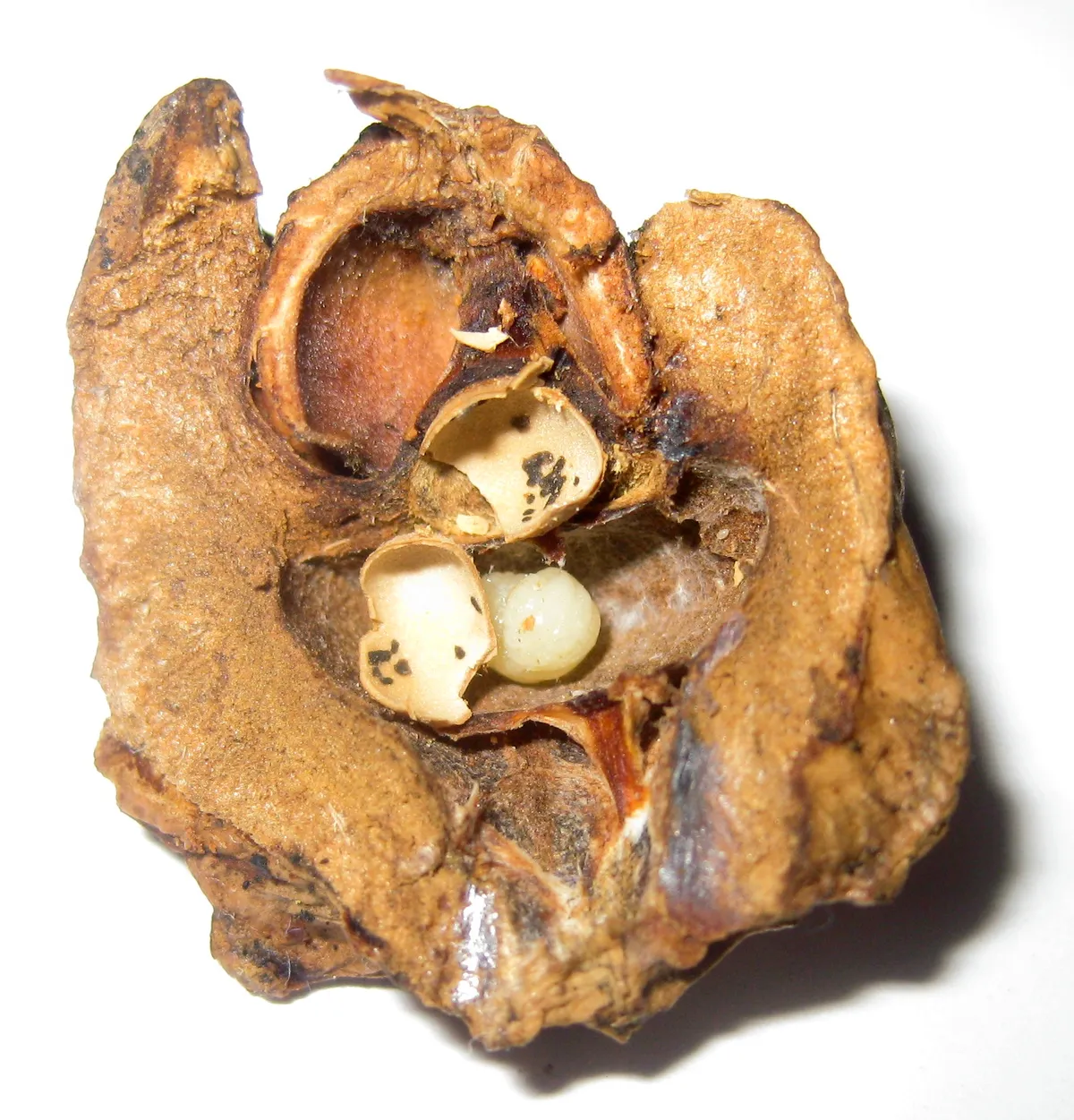 Avispa de Agallas Knopper