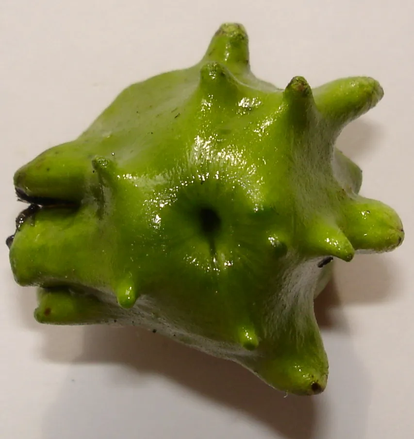 Avispa de Agallas Knopper