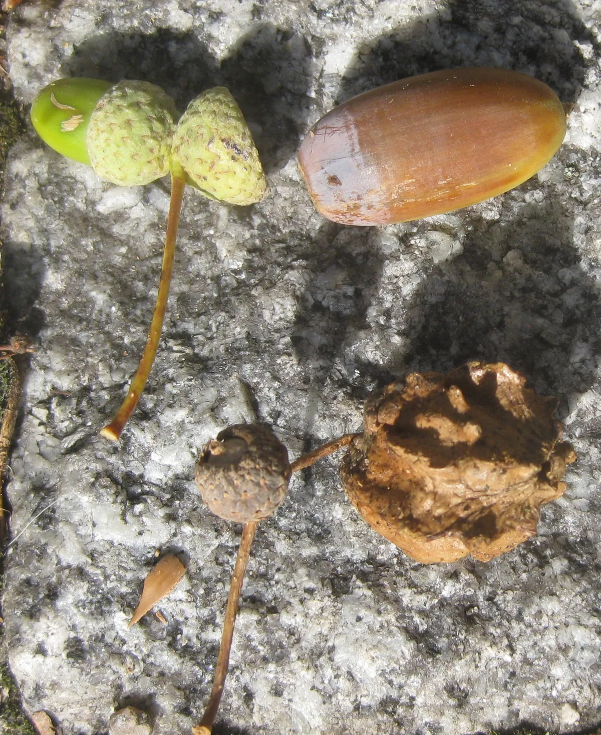 Avispa de Agallas Knopper