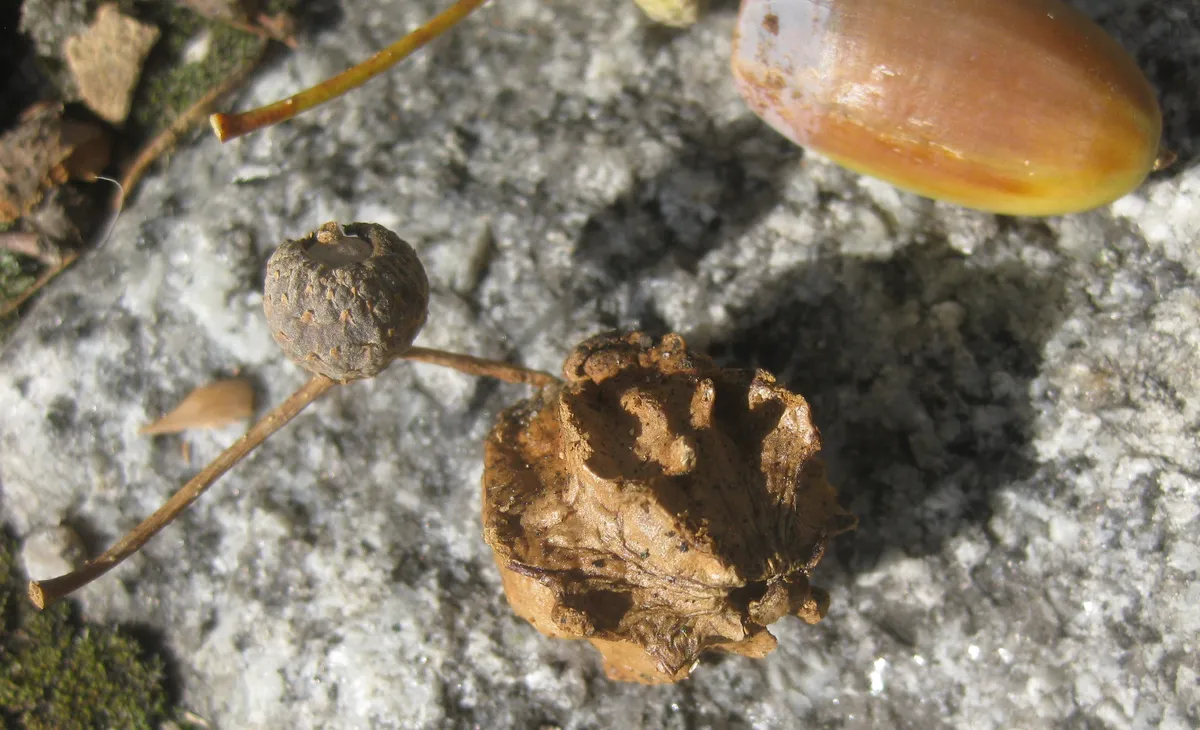 Avispa de Agallas Knopper