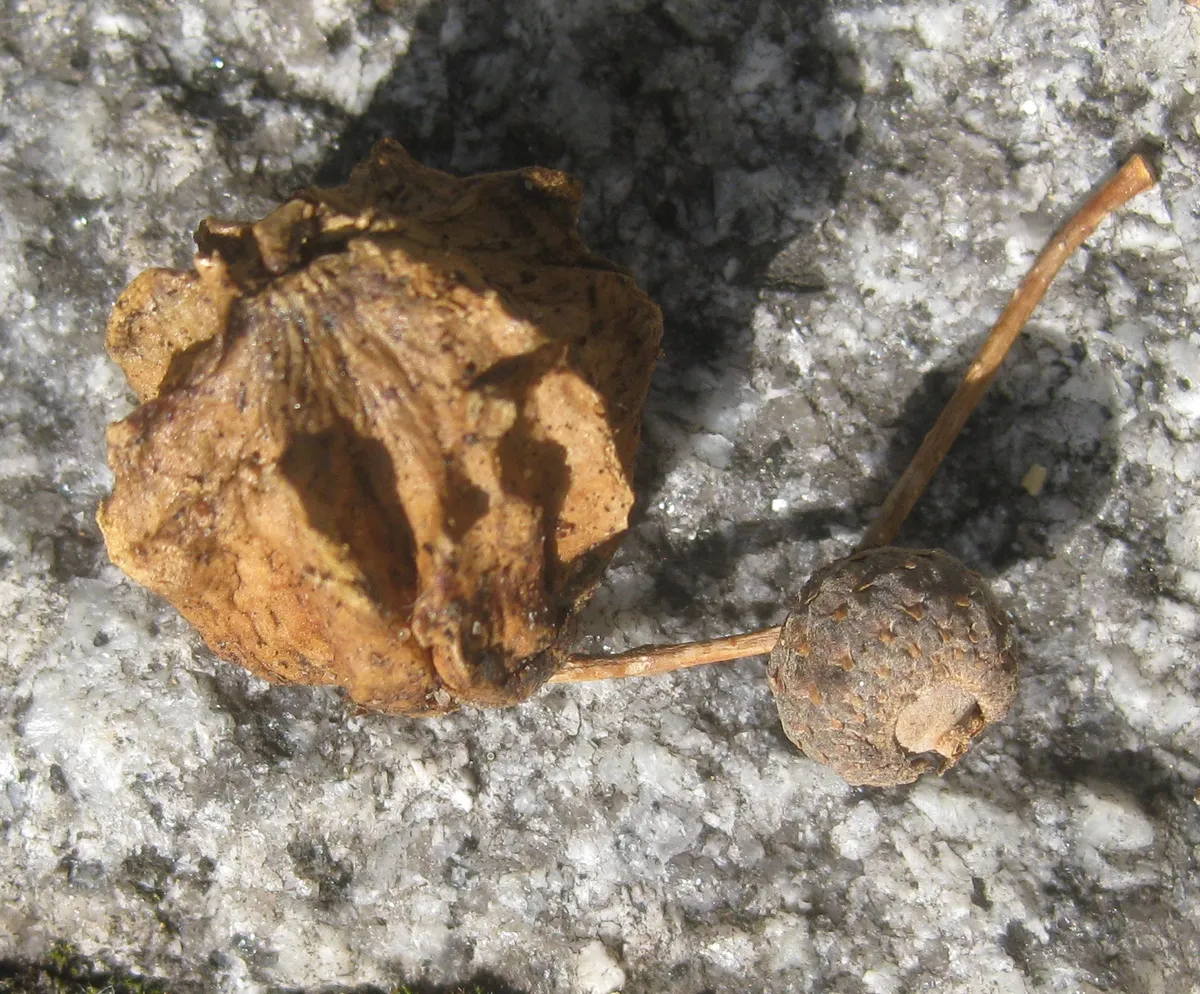 Avispa de Agallas Knopper