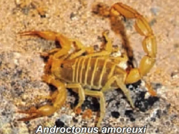 Androctonus amoreuxi
